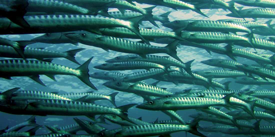 sea ocean fish barracuda
